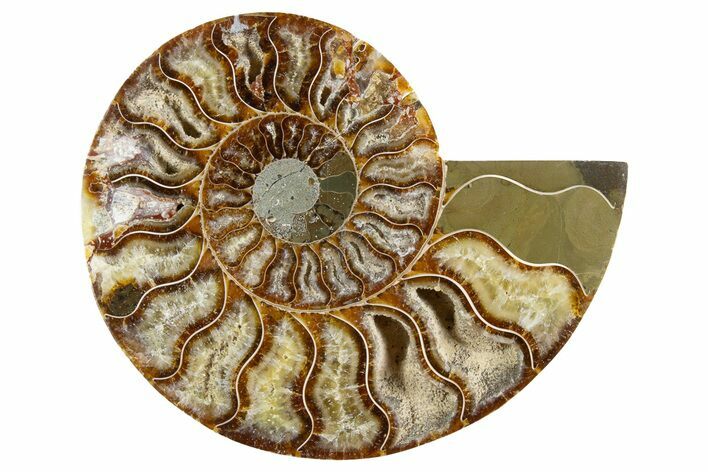 Cut & Polished Ammonite Fossil (Half) - Madagascar #345993